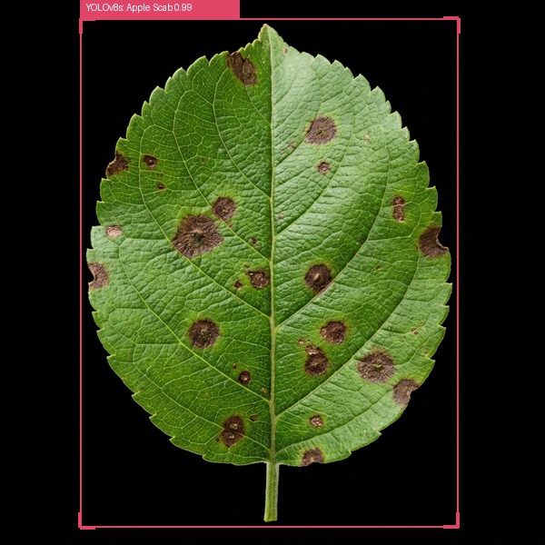 YOLOv8s Whole-Leaf Bounding Box